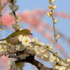 春到来