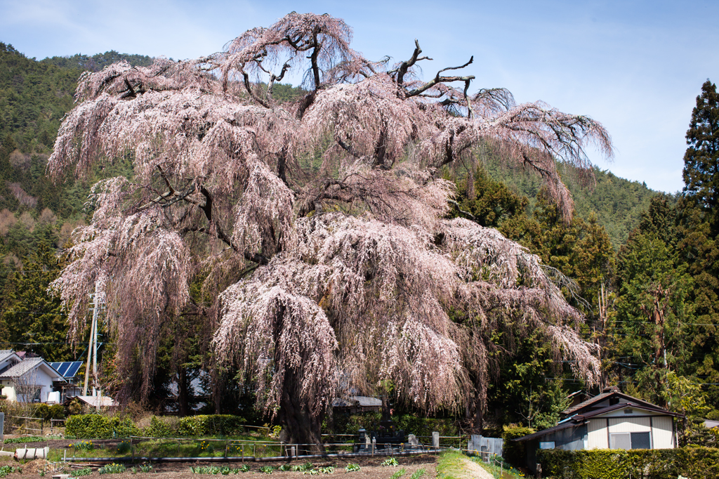 安曇野 北小倉の巨木桜 By Dcpic Id 写真共有サイト Photohito