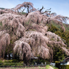 安曇野 北小倉の巨木桜