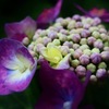 艶っぽい紫陽花