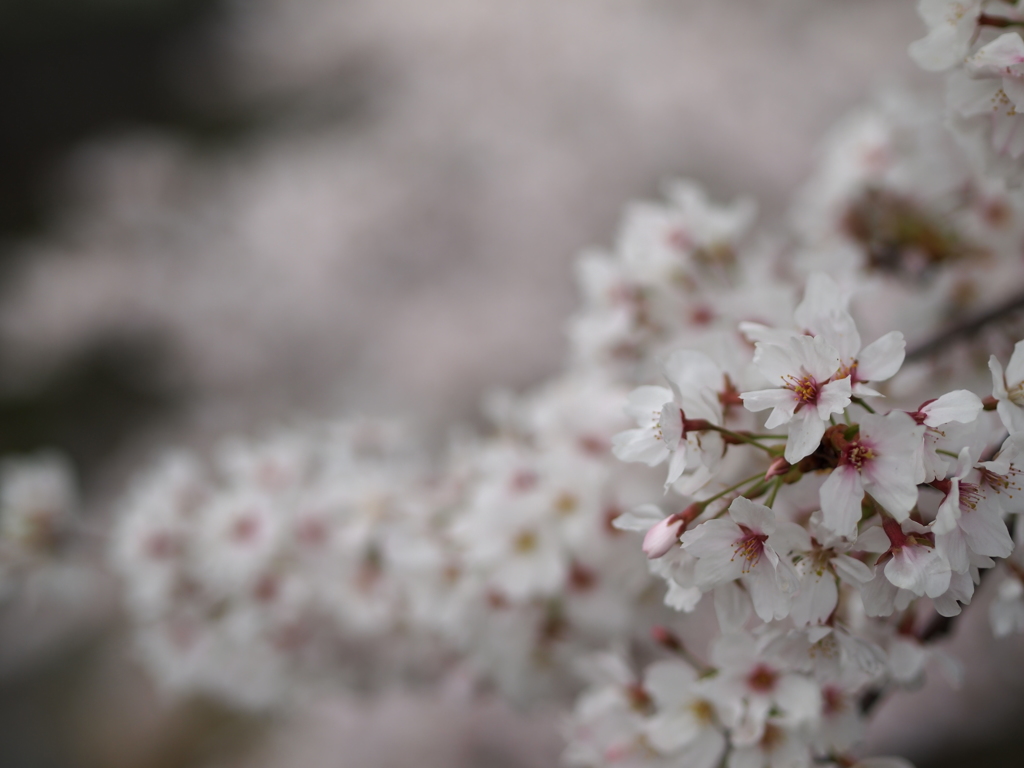 sakura