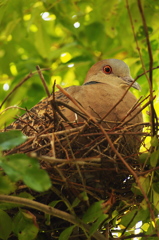 親鳥の眼力