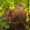 親鳥の眼力
