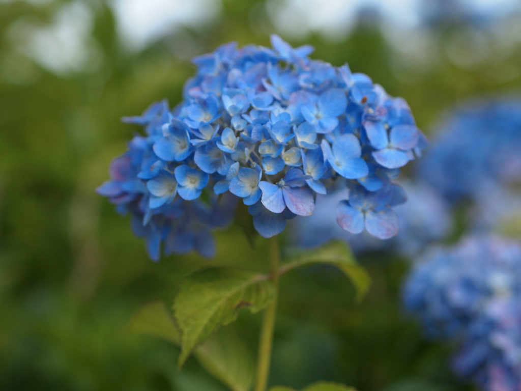 紫陽花