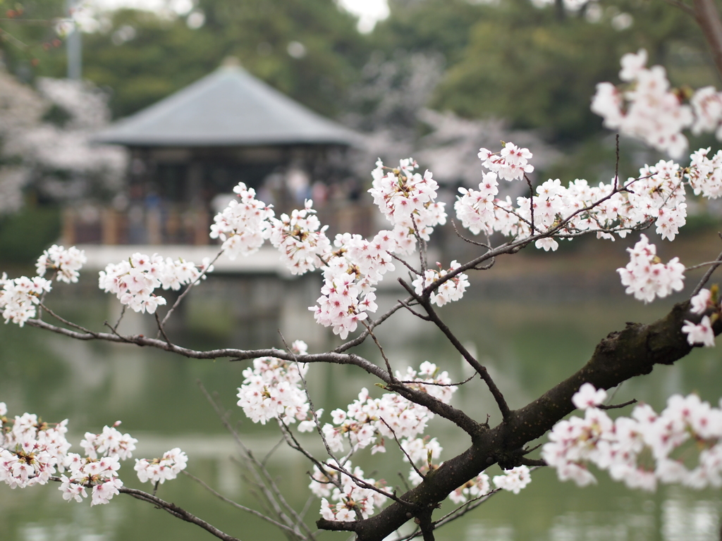 桜