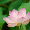 一番に開いた蓮の花