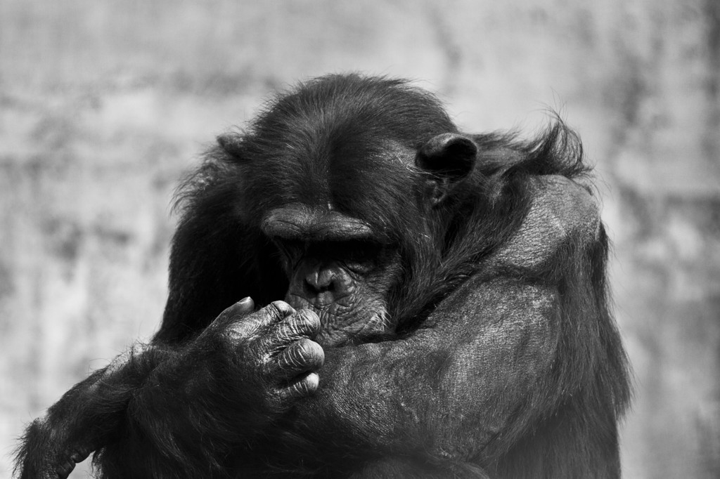 Thinking....