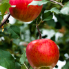 林檎　赤い実り