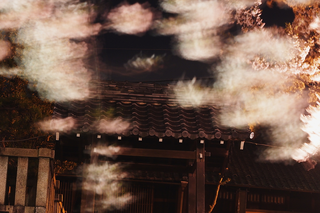 夜桜　舞う