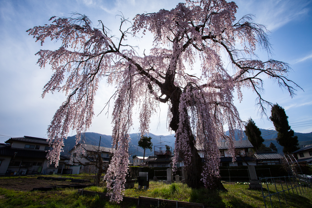 降りそそぐ光と桜