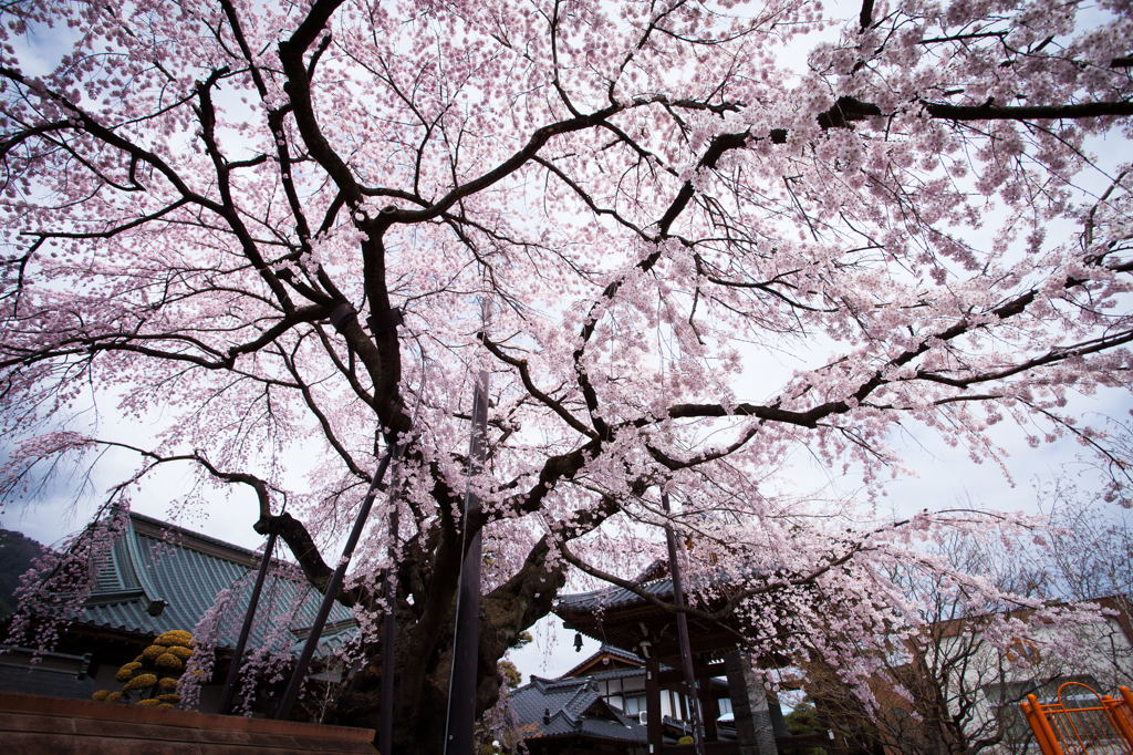 阿弥陀寺の枝垂桜