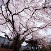 阿弥陀寺の枝垂桜