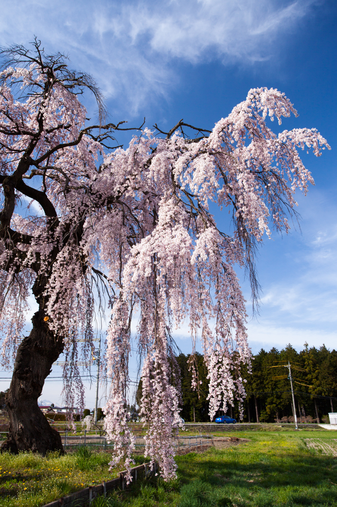 春の陽気に満開の老桜