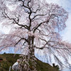 麻績の里 石塚桜