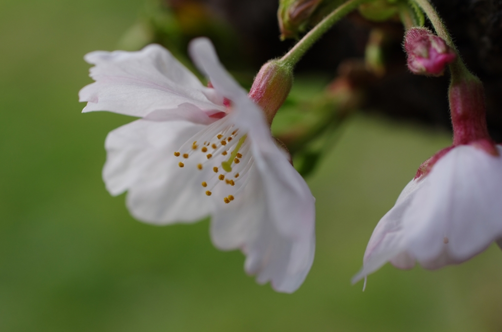 桜