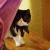 猫カフェにて