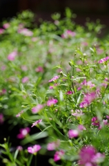 小花