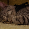 猫カフェにて