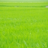 一面お米