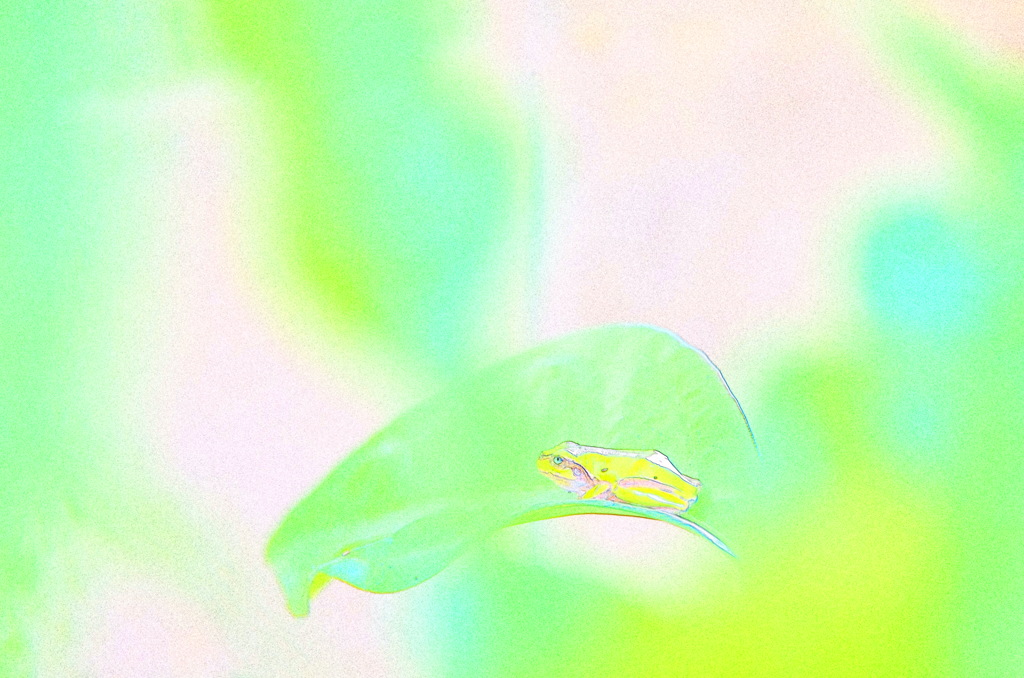 kaeru