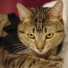 猫カフェにて
