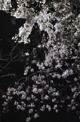 夜桜