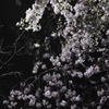 夜桜