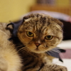 猫カフェにて