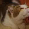 猫カフェにて