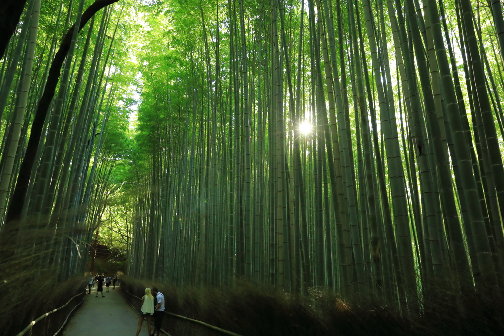 竹林の小径