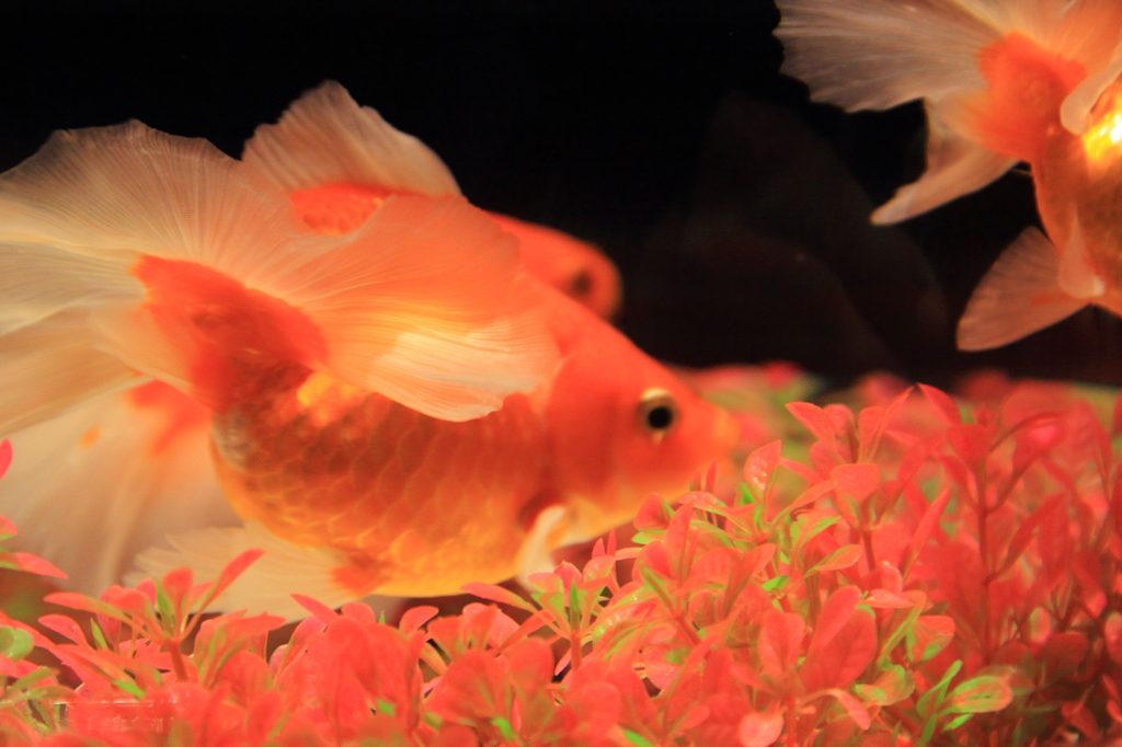 アートアクアリウム城 ～京都・金魚の舞～