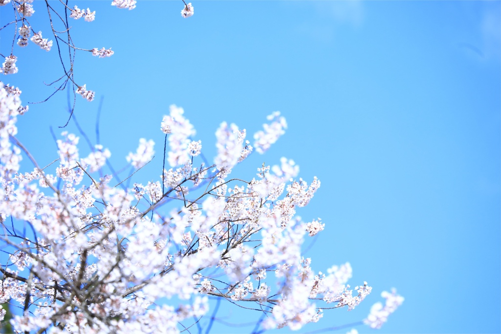 臥龍桜