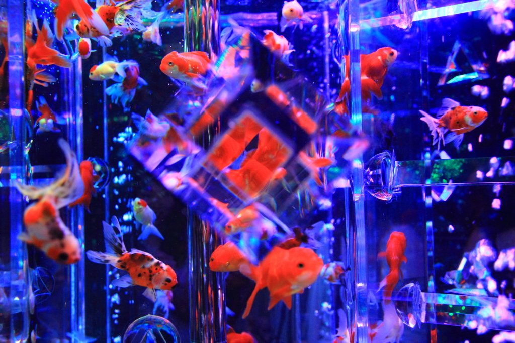 アートアクアリウム展～大阪・金魚の艶～＆ナイトアクアリウム