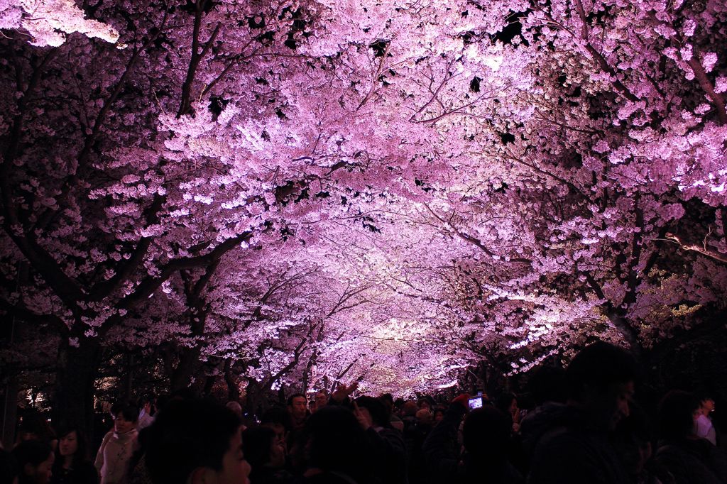 高田城百万人観桜会