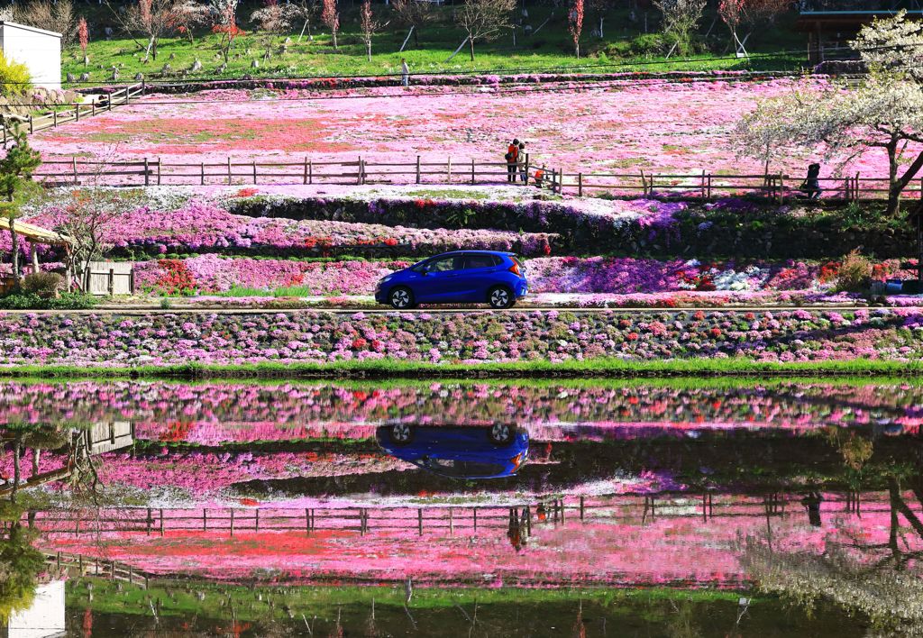 國田家の芝桜