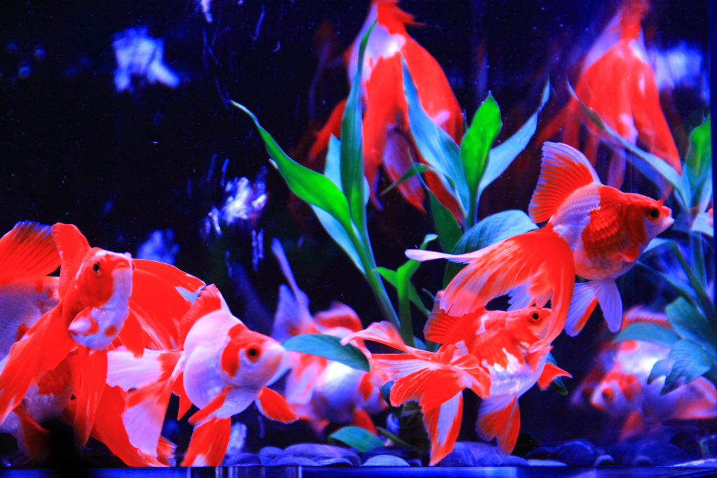 アートアクアリウム展～大阪・金魚の艶～＆ナイトアクアリウム