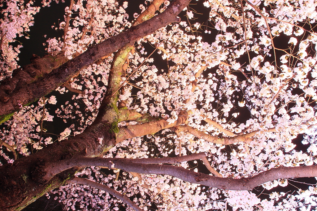 高田城百万人観桜会