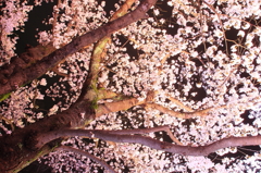 高田城百万人観桜会