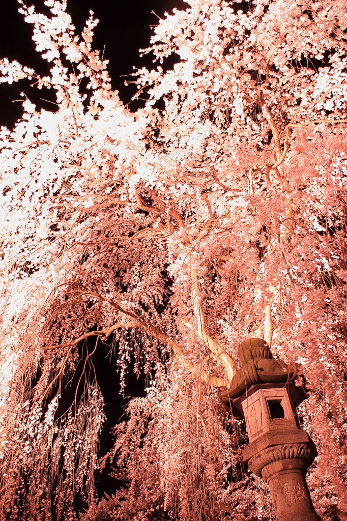 高田城百万人観桜会