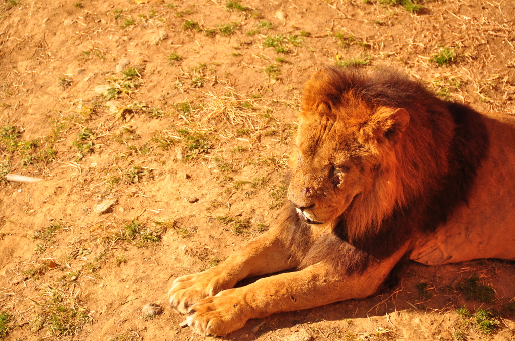 KING