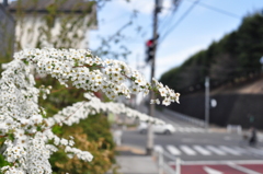 春３