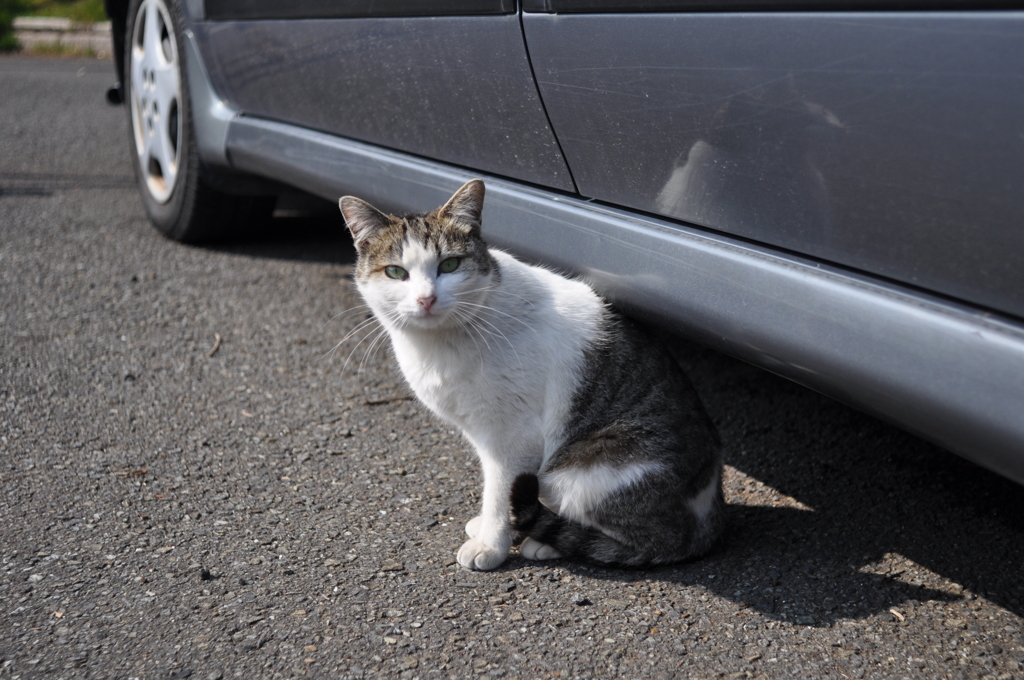 猫
