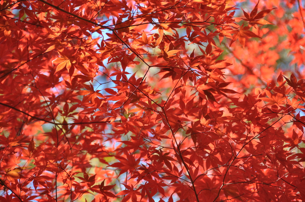 紅葉/もみじ