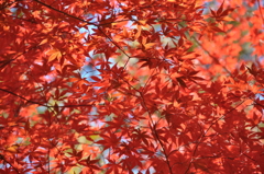 紅葉/もみじ