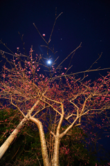 桜沖縄