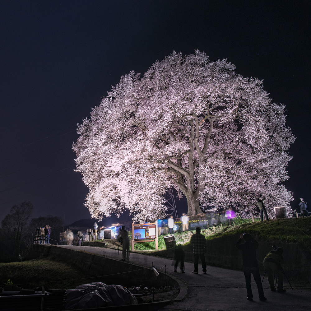 Sakura Night