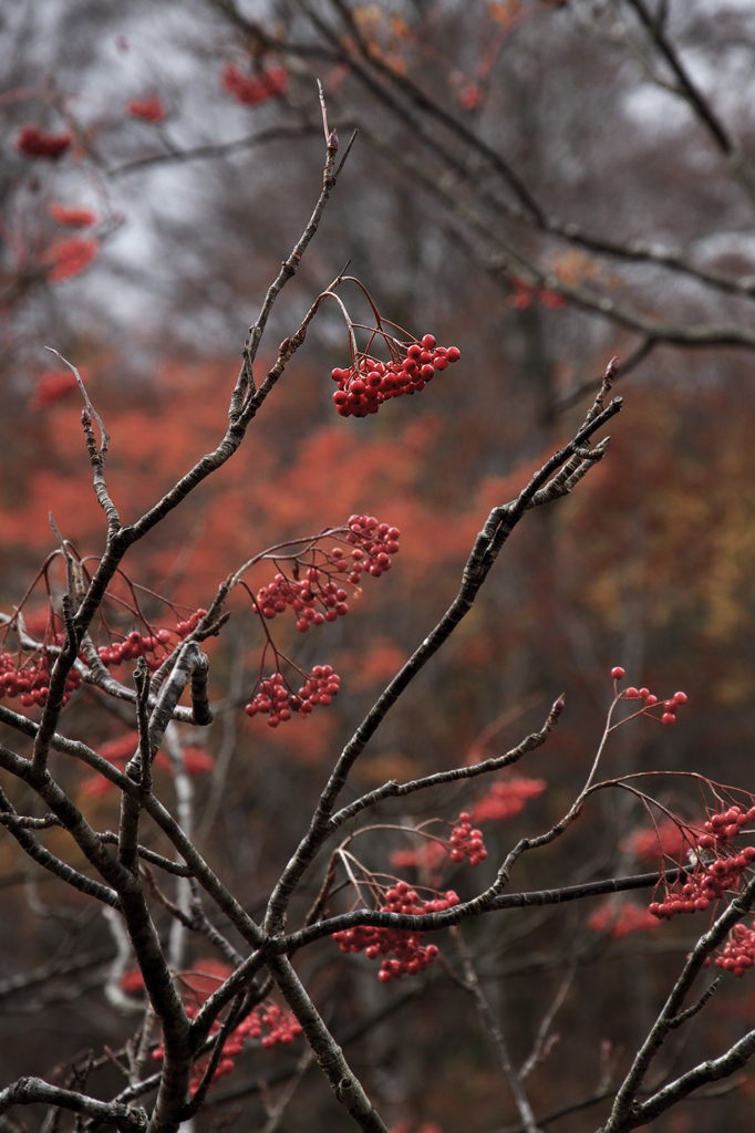 紅い実