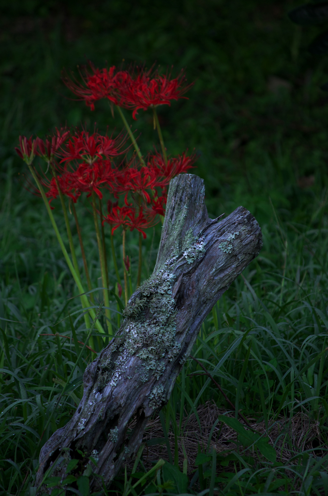 天上の花