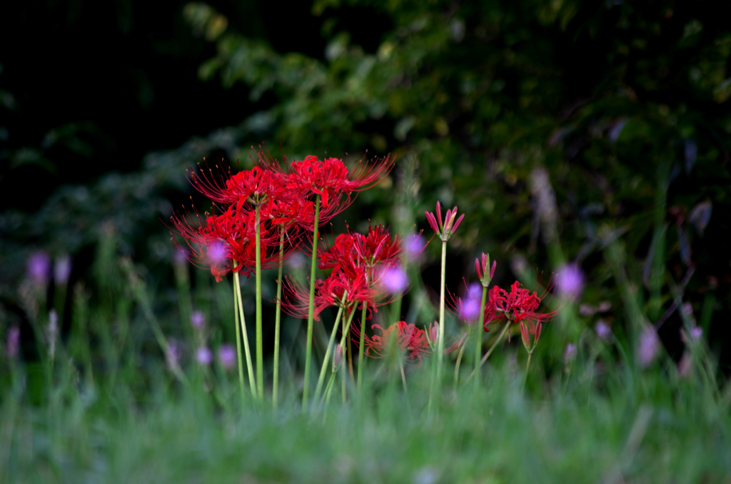 天上の花 ２