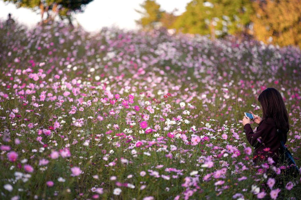 秋桜の丘